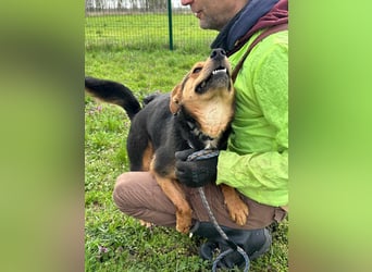 Gombi, geboren 01.08.2021, 50cm sucht seine Leute