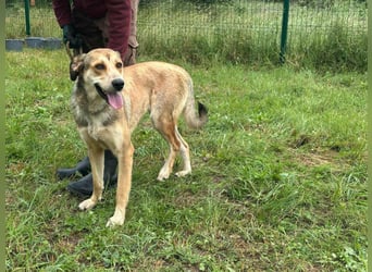 Fahej, geboren 01.03.2023, 53cm sucht tierliebe Menschen