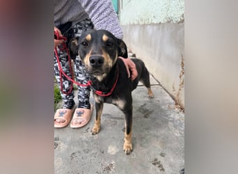 Mirella, geboren 05.12.2023, 46cm sucht ihre Menschen