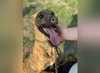 Cosmo, geboren 09.2023, 49cm sucht sein Abenteuer