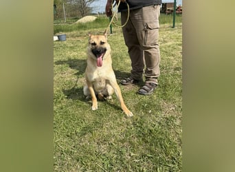Joker, geboren 01.08.2024, 49cm sucht sein Abenteuer