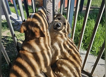 Bonita, geboren 25.08.2025, 44cm sucht tierliebe Menschen