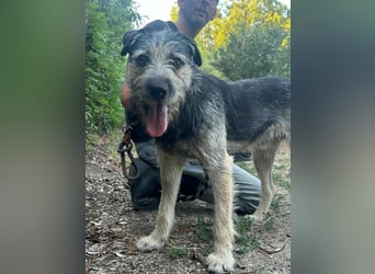 Ralf, geboren 01.08.2024, 49cm sucht sein für immer Zuhause