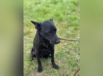 Dennis, geboren 01.06.2023, 53cm sucht nach seinem Glück