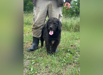 Liam, geboren 08.10.2018, 45cm sucht sein Zuhause