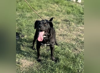 Kobold, geboren 01.09.2023, 52cm sucht sein Zuhause