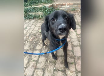 Zsazsa, geb. 01.2025, 52cm sucht ihr für immer Körbchen