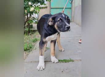 Borisz, geboren 28.12.2025, 42cm sucht sein Körbchen