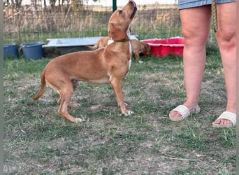 Raffael, geboren 31.10.2024, 48cm sucht seine Familie