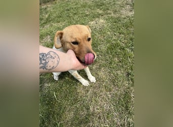 Ginger, geboren 01.01.2022, 44cm sucht ihr Herzenszuhause