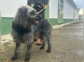 Ficko, geboren 10.08.2022, 47cm sucht sein Glück