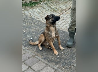 Mano, geb. 09.2024, 33cm sucht sein Körbchen
