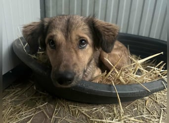 Ada, geb. 09.2022, 52 cm wartet auf ihr Glück