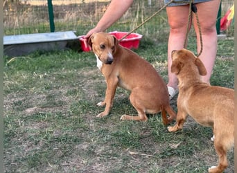 Raffael, geboren 31.10.2024, 48cm sucht seine Familie