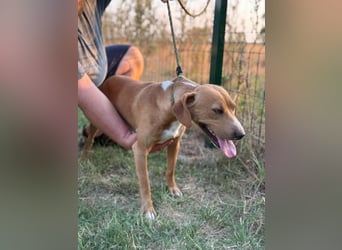 Raffael, geboren 31.10.2024, 48cm sucht seine Familie