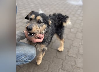 Ricky, geboren 10.01.2022, 44cm sucht tierliebes Zuhause