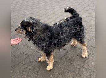 Ricky, geboren 10.01.2022, 44cm sucht tierliebes Zuhause