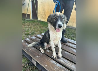 Fanni, geboren 01.11.2024, 49cm sucht ihr Plätzchen