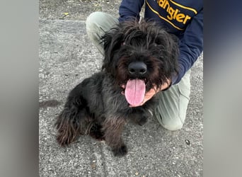 Emi, geboren 19.09.2018, 45cm sucht ihre Familie