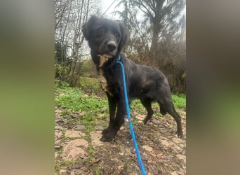 Zsazsa, geb. 01.2025, 52cm sucht ihr für immer Körbchen