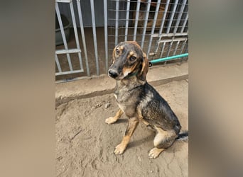 Ringo, geboren 07.01.2026, 52cm sucht sein Zuhause