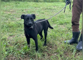 Zafir, geboren 15.11.2022, 51cm sucht Zuhause fürs Leben