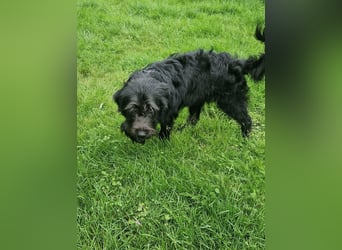 Tommy, geb. 12.2025, 36cm sucht sein Körbchen