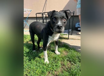 Thea, geboren 01.01.2015, 45cm sucht ruhiges Zuhause