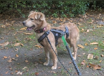 Luna, geboren 08.02.2026, 44cm sucht sicheres Zuhause (Pflegestelle Deutschland)