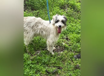 Panda, geb. 08.2024, 48cm, sucht ihre Menschen fürs Leben