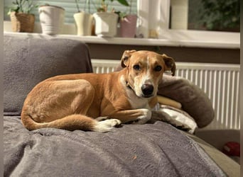 Törpie, 3 Jahre, 46cm sucht sein für immer Zuhause