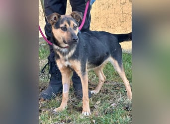 Gofi, geb. 08.2024, 46 cm, sucht seine Spielgefährten