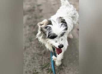 Panda, geb. 08.2024, 48cm, sucht ihre Menschen fürs Leben