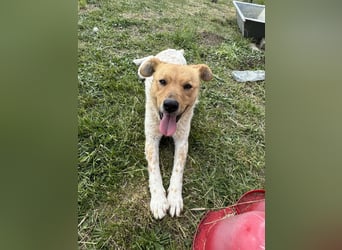 Ginger, geboren 01.01.2022, 44cm sucht ihr Herzenszuhause