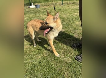 Joker, geboren 01.08.2024, 49cm sucht sein Abenteuer