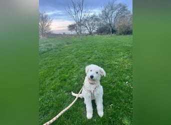 Fanny, 17.06.2025 geboren, 45cm sucht neues Zuhause (Pflegestelle in Deutschland)