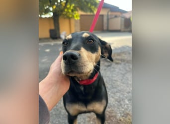 Bella, geboren 05.07.2022, 50cm sucht ihr Zuhause