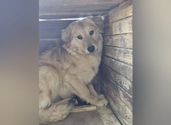 Bonita, geboren 25.08.2025, 44cm sucht tierliebe Menschen