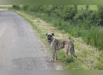 Sirius, geb. 15.11.2023, 50 cm wartet auf seine Chance
