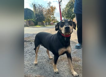 Bella, geboren 05.07.2022, 50cm sucht ihr Zuhause