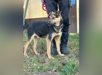 Gofi, geb. 01.04.2025, 47 cm, sucht nach seinen Menschen