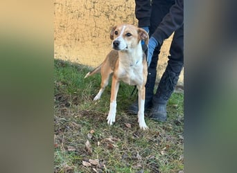 Reyla, geboren 01.05.2025, 49cm sucht ihre Menschen