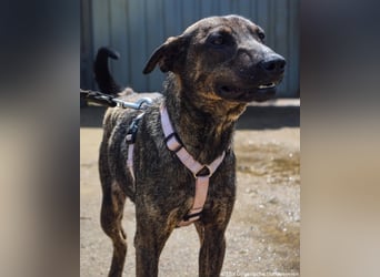 Cindy, geb. 06.2022, 48 cm sucht ihre Menschen zum Weltentdecken