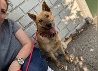 Fanny, 2 Jahre, 50cm sucht tierliebe Menschen