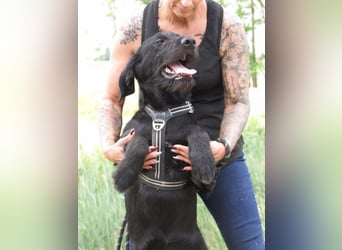 Tara, geboren 01.11.2025, 48cm sucht ihre Chance