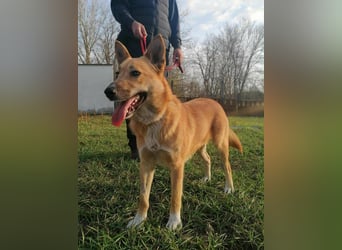 Mira, geb. 06.2024, 46cm sucht ihr Zuhause