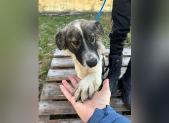 Fanni, geboren 01.11.2024, 49cm sucht ihr Plätzchen