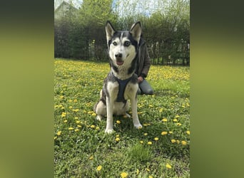 Lejla, geb. 09.2020, 51cm, sucht ihre Chance