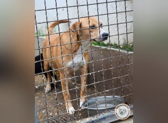 Perla, geb, 02/2023, 47 cm, sucht ihr Für-Immer-Zuhause