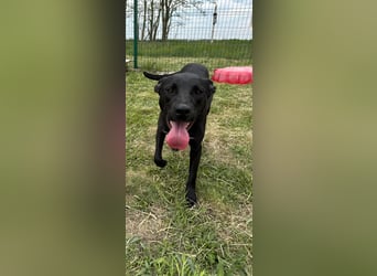 Hetty, geb. 01.2025 sucht ihre Menschen